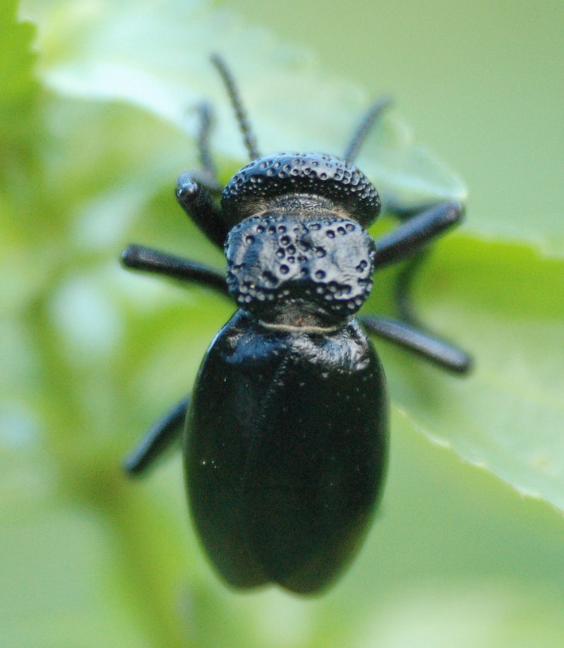 id grande coleottero nero: Meloe tuccius corrosus